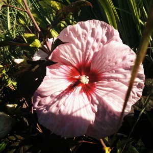 Perennial Hibiscus