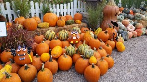 graff,gardens,&,Farm,Fall,Pumpkins10