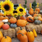 graff,gardens,&,Farm,Fall,Pumpkins3