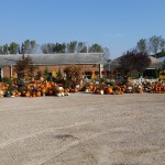 graff,gardens,&,Farm,Fall,Pumpkins,full,view