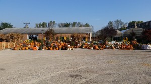 graff,gardens,&,Farm,Fall,Pumpkins,full,view2