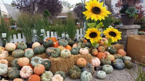 graff,gardens,&,Farm,Fall,speciality,Pumpkins