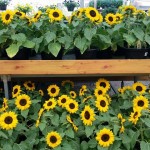 graff,gardens,&,Farm,Fall,sunflowers