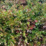 graff.garden.berried.huckleberry